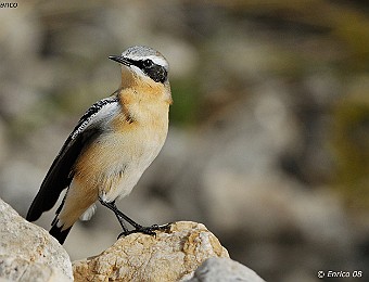 Animali 329